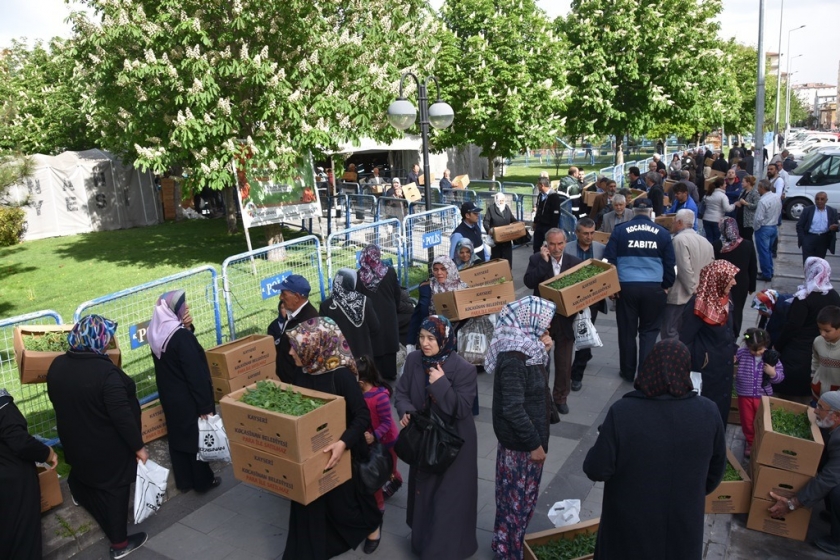 KOCASİNAN’IN DOMATES EFSANESİ BU YIL DA HAYAT BULDU
