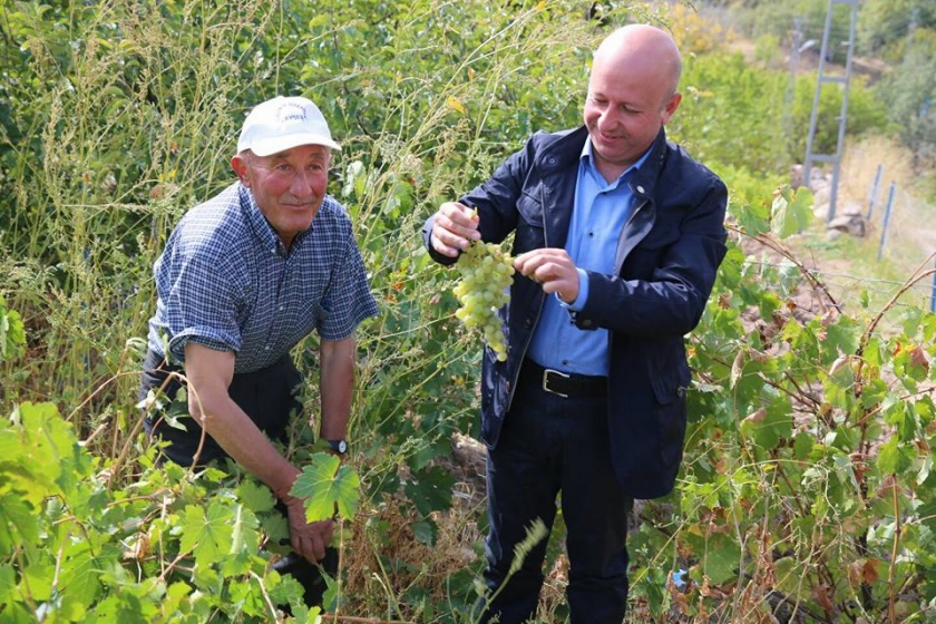 BAŞKAN ÇOLAKBAYRAKDAR ÜZÜM TOPLADI, PEKMEZ KAYNATTI