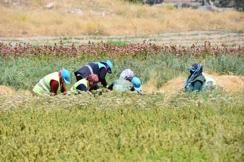 KOCASİNAN, TARIMDA YENİ BİR POTANSİYELE KAVUŞTU