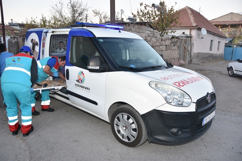 KOCASİNAN’IN KÜÇÜK DOSTLAR AMBULANSI BİN 252 CAN KURTARDI