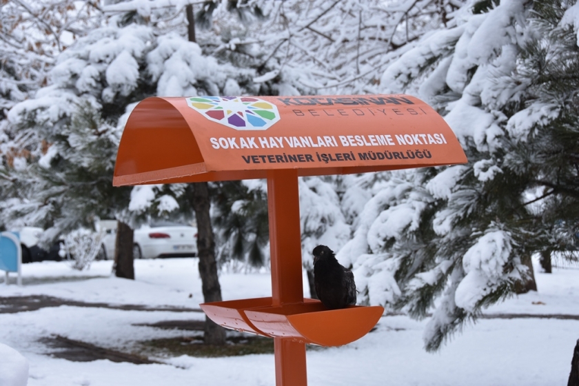 KOCASİNAN KÜÇÜK DOSTLARA SAHİP ÇIKTI