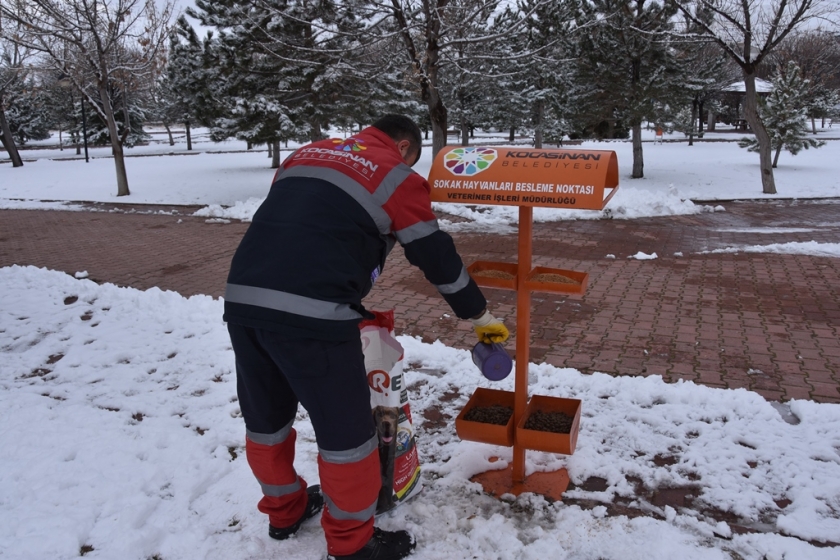 KOCASİNAN KÜÇÜK DOSTLARA SAHİP ÇIKTI