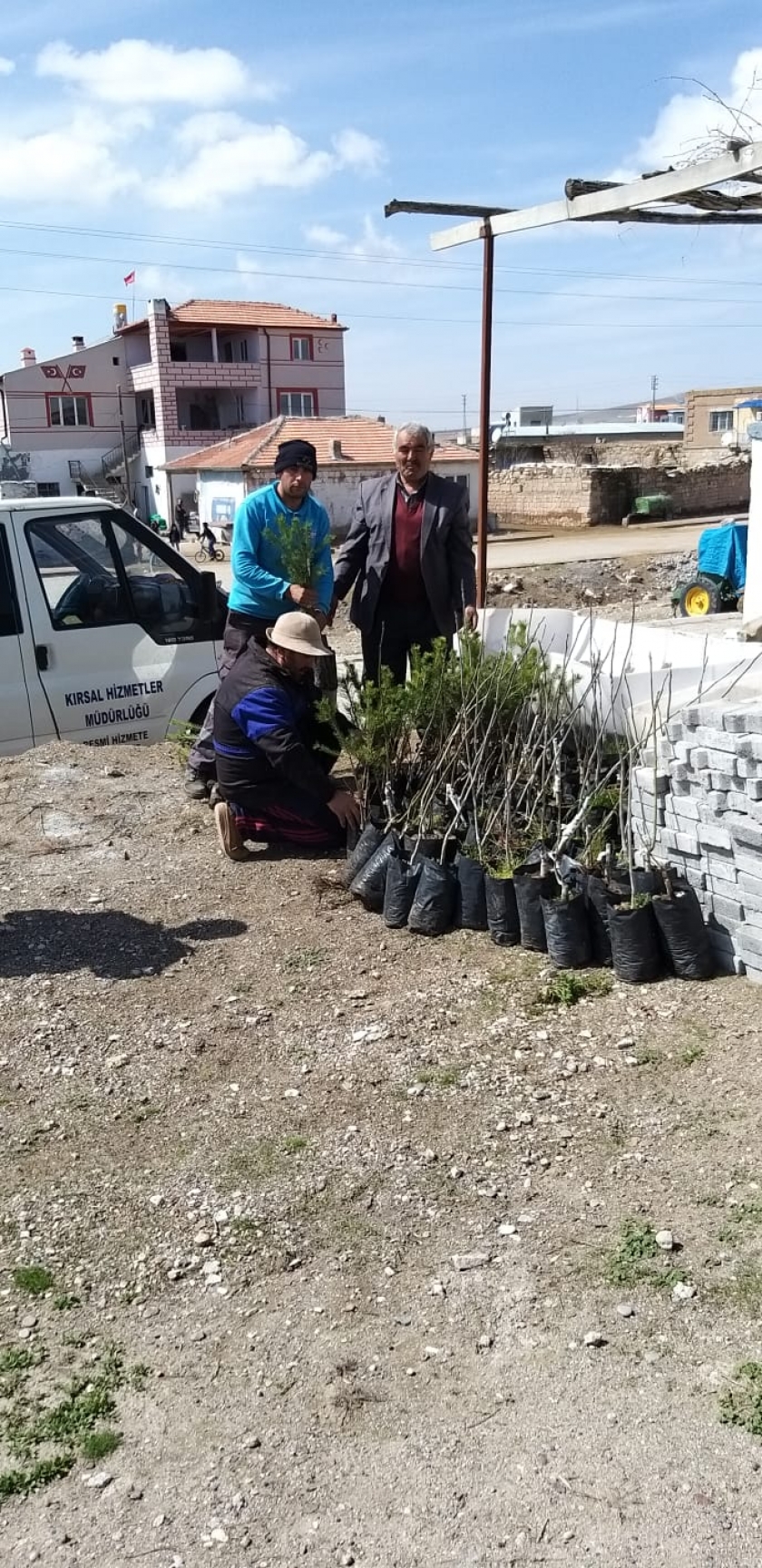 KOCASİNAN’IN AKCİĞERLERİNE CEVİZ VE ÇAM FİDANI TAKVİYESİ