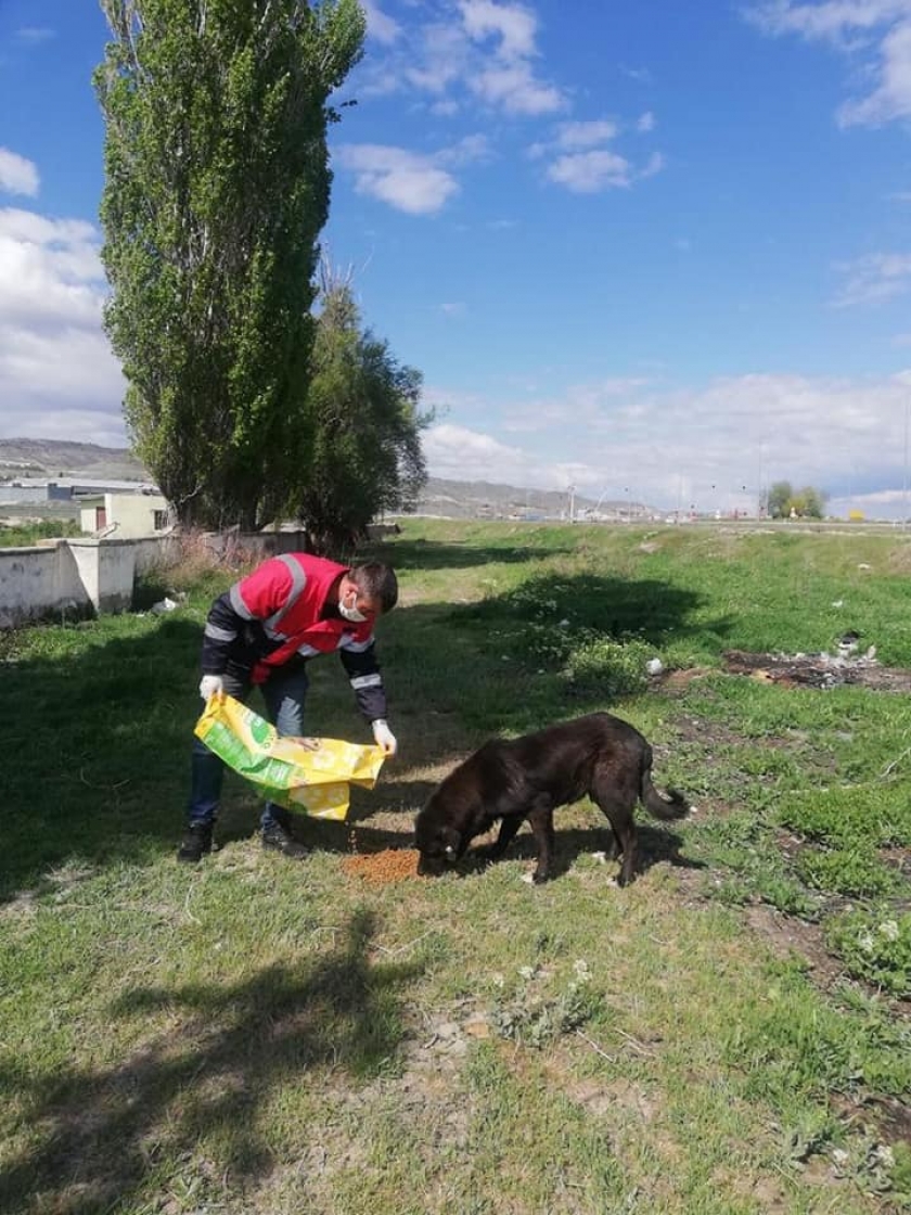KOCASİNAN’DA SALGIN NEDENİYLE YEM BULMAKTA ZORLANAN DOĞADAKİ CANLILAR İÇİN SEFERBERLİK