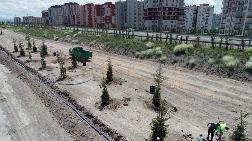 DAHA YEŞİL KOCASİNAN İÇİN 15-20 YAŞ ARASI AĞAÇLAR TOPRAKLA BULUŞTU