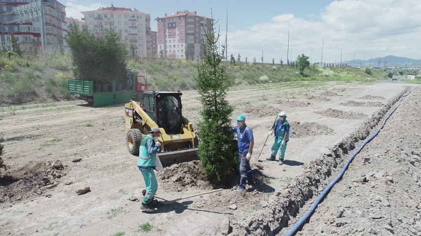 DAHA YEŞİL KOCASİNAN İÇİN 15-20 YAŞ ARASI AĞAÇLAR TOPRAKLA BULUŞTU