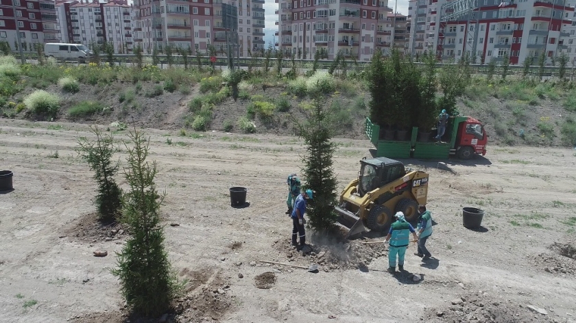 DAHA YEŞİL KOCASİNAN İÇİN 15-20 YAŞ ARASI AĞAÇLAR TOPRAKLA BULUŞTU
