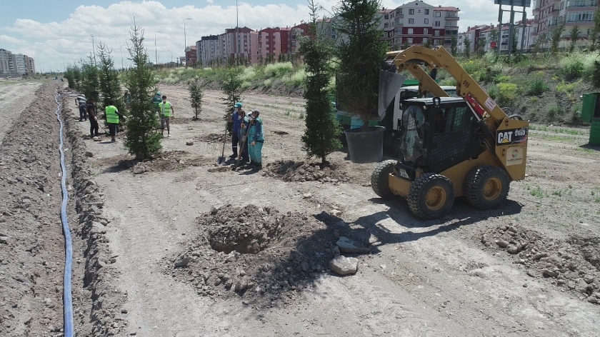 DAHA YEŞİL KOCASİNAN İÇİN 15-20 YAŞ ARASI AĞAÇLAR TOPRAKLA BULUŞTU