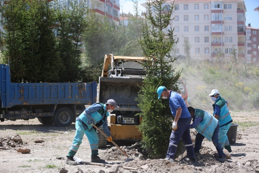 DAHA YEŞİL KOCASİNAN İÇİN 15-20 YAŞ ARASI AĞAÇLAR TOPRAKLA BULUŞTU