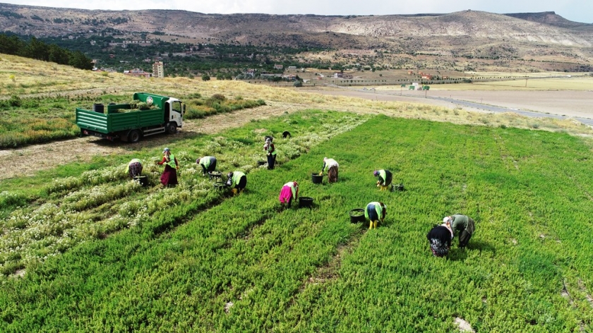 TARIMIN MERKEZİ KOCASİNAN’DAN KAYSERİ’YE YENİ BİR KAZANÇ KAPISI