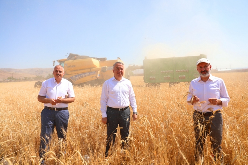 KOCASİNAN’DA 10 BİN YILLIK SİYEZ BUĞDAYININ HASADI YAPILDI
