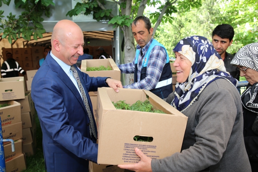 KOCASİNAN BELEDİYESİ’NİN DOMATES FİDESİNE VATANDAŞLARDAN BÜYÜK İLGİ