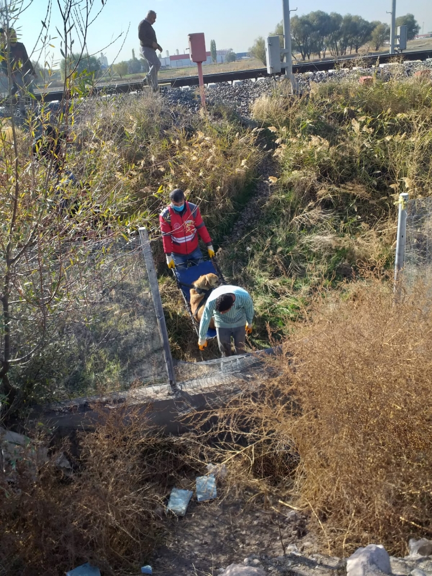 TRENİN ÇARPTIĞI KÖPEĞE, KÜÇÜK DOSTLAR AMBULANSI ANINDA MÜDAHALE ETTİ