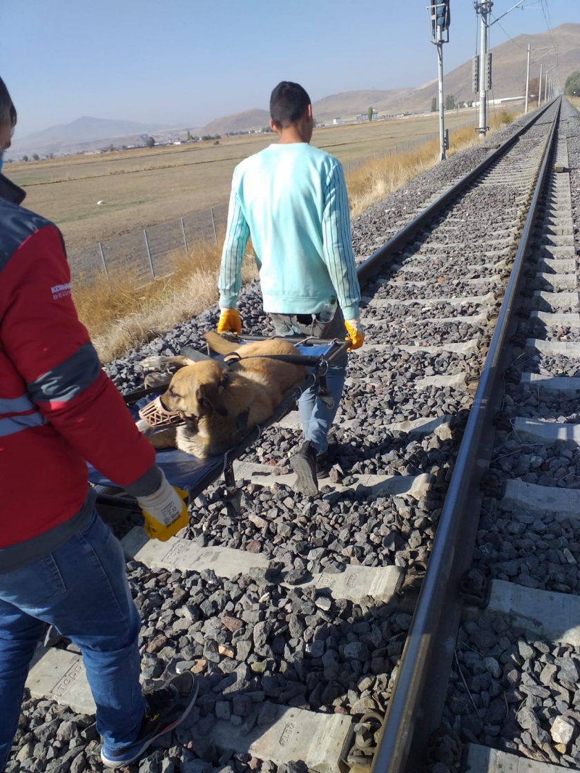 TRENİN ÇARPTIĞI KÖPEĞE, KÜÇÜK DOSTLAR AMBULANSI ANINDA MÜDAHALE ETTİ
