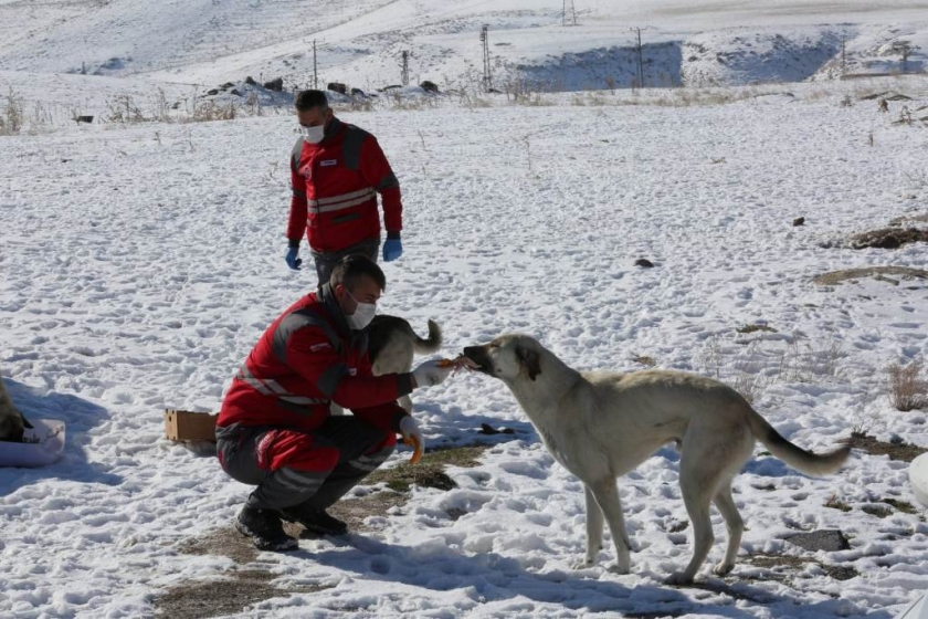 KOCASİNAN, SOKAK VE YABAN HAYVANLARINI UNUTMADI