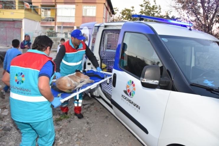 BAŞKAN ÇOLAKBAYRAKDAR, “KÜÇÜK DOSTLAR AMBULANSI, 4 BİN 401 CAN KURTARDI”