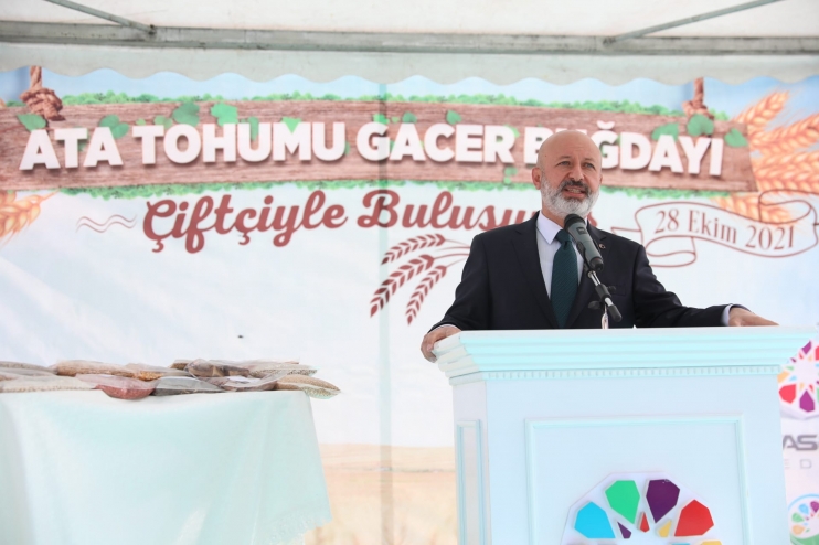 KOCASİNAN BELEDİYESİ, ÇİFTÇİLERE ATA TOHUMU GACER BUĞDAYINI DAĞITTI