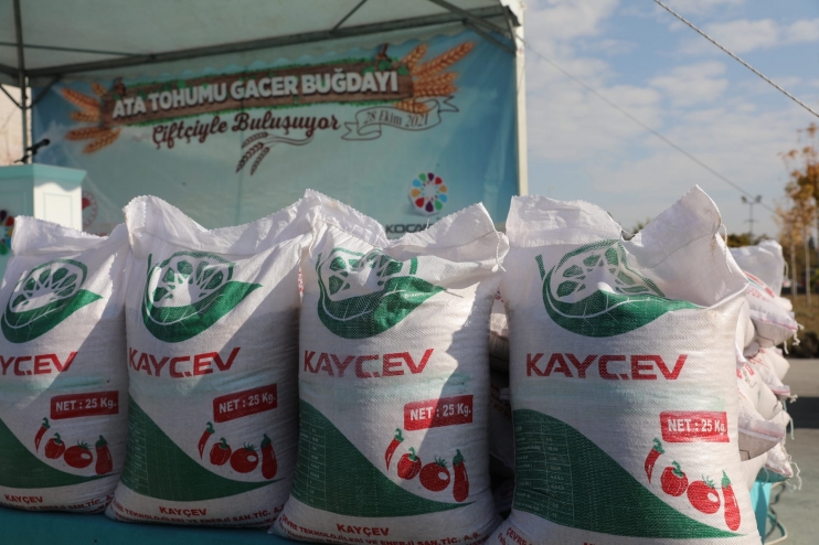 KOCASİNAN BELEDİYESİ, ÇİFTÇİLERE ATA TOHUMU GACER BUĞDAYINI DAĞITTI