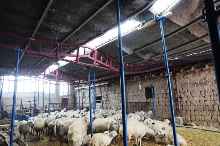 KOCASİNAN BELEDİYESİ, 18 BÜYÜKBAŞ VE 60 KÜÇÜKBAŞ HAYVANI SON ANDA KURTARDI