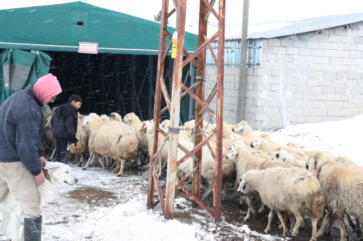 KOCASİNAN BELEDİYESİ, 18 BÜYÜKBAŞ VE 60 KÜÇÜKBAŞ HAYVANI SON ANDA KURTARDI