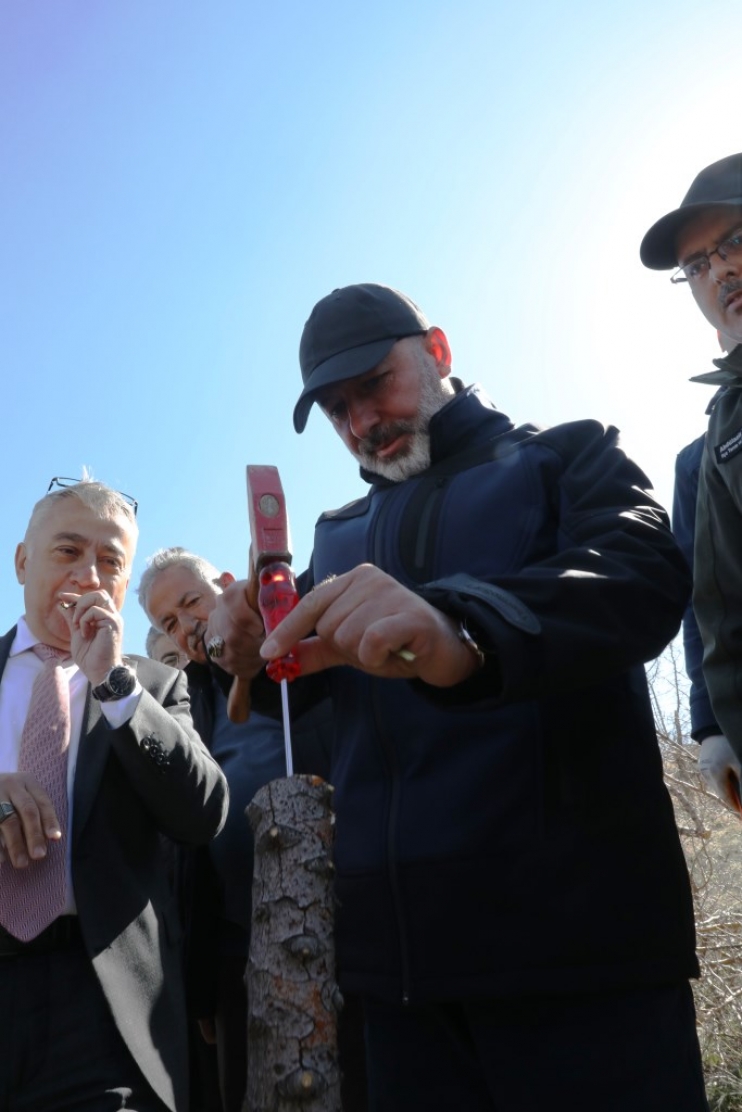 KOCASİNAN’DA YABANİ ALIÇ AĞAÇLAR, EKONOMİK DEĞERE DÖNÜŞÜYOR