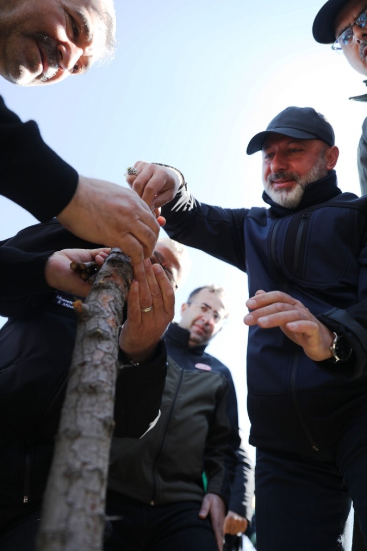 KOCASİNAN’DA YABANİ ALIÇ AĞAÇLAR, EKONOMİK DEĞERE DÖNÜŞÜYOR