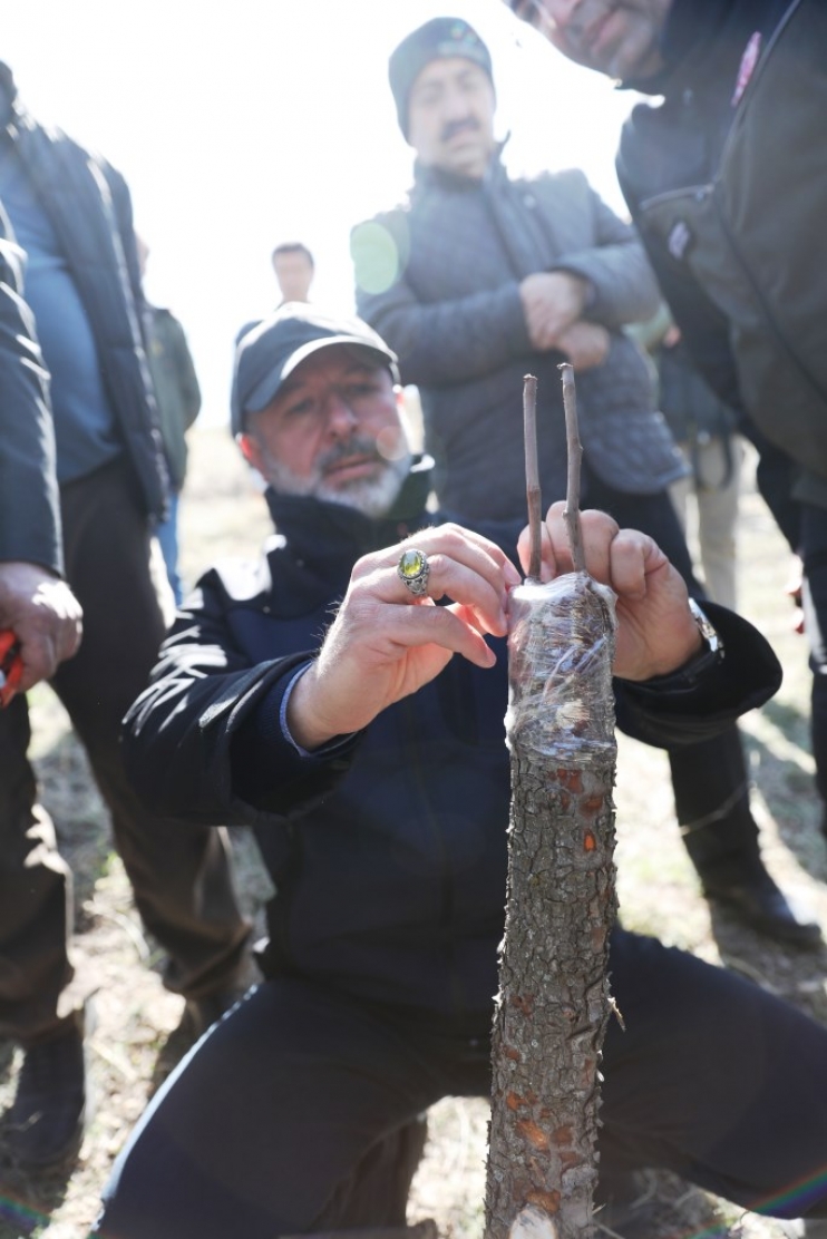 KOCASİNAN’DA YABANİ ALIÇ AĞAÇLAR, EKONOMİK DEĞERE DÖNÜŞÜYOR