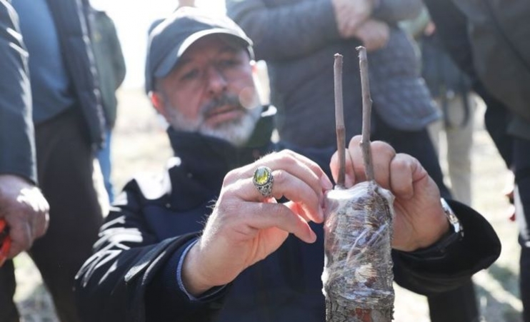 KOCASİNAN’DA YABANİ ALIÇ AĞAÇLAR, EKONOMİK DEĞERE DÖNÜŞÜYOR