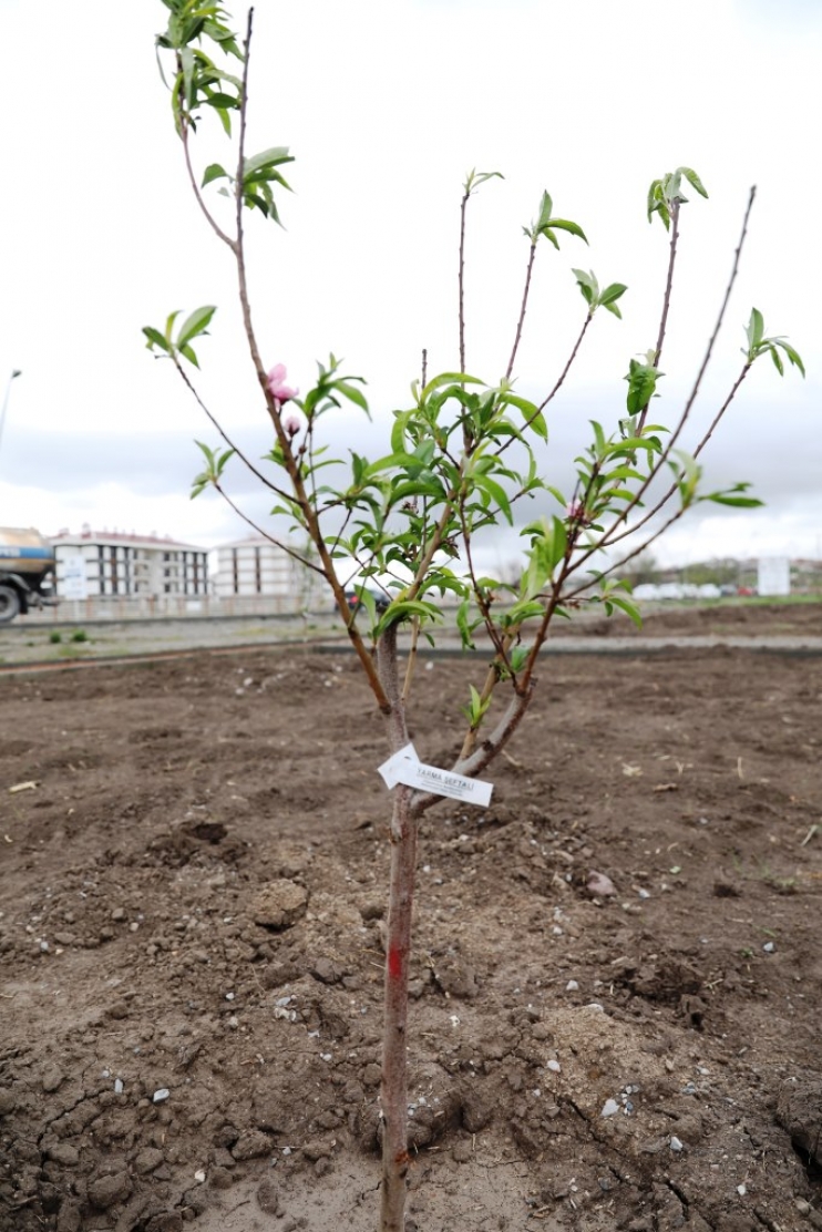 BAŞKAN ÇOLAKBAYRAKDAR’DAN KAYSERİ’DE YİNE İLK OLAN MEYVE BAHÇELİ PARK PROJESİ