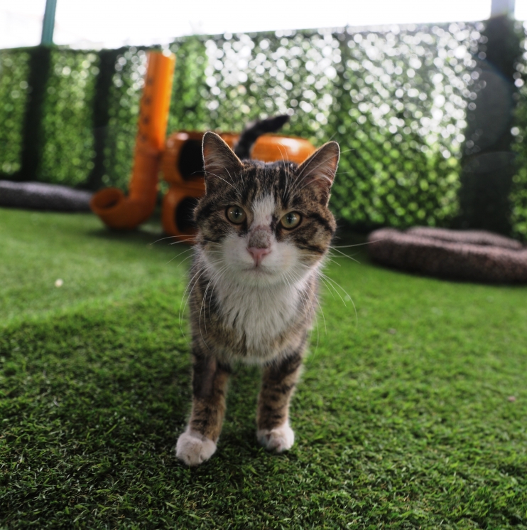 KAYSERİ’DE YİNE İLK OLAN ‘KÜÇÜK DOSTLAR KEDİ KASABASI’
