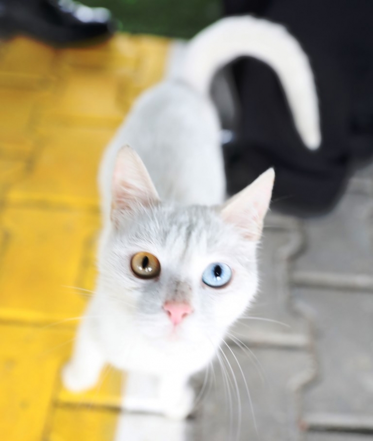 KAYSERİ’DE İLK OLAN SEVİMLİ PATİLER İÇİN ‘KÜÇÜK DOSTLAR KEDİ KASABASI’ AÇILIYOR