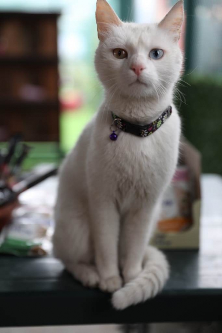 KAYSERİ’DE İLK OLAN ‘KÜÇÜK DOSTLAR KEDİ KASABASI’ ULUSLARARASI AJANSLARDA DA GÜNDEM OLUŞTURDU