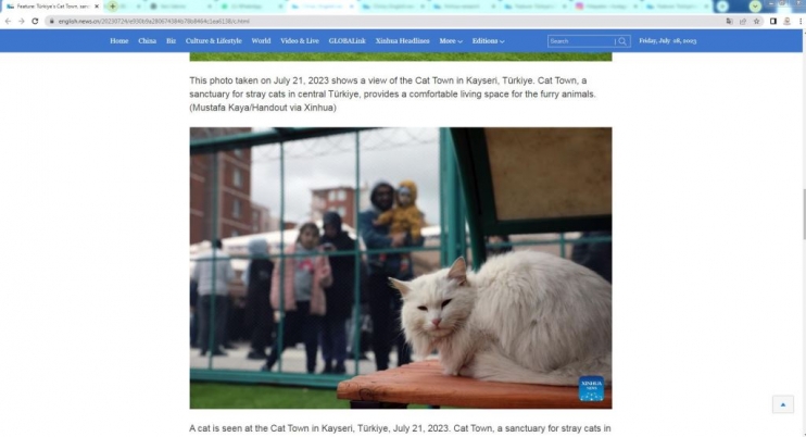KAYSERİ’DE İLK OLAN ‘KÜÇÜK DOSTLAR KEDİ KASABASI’ ULUSLARARASI AJANSLARDA DA GÜNDEM OLUŞTURDU