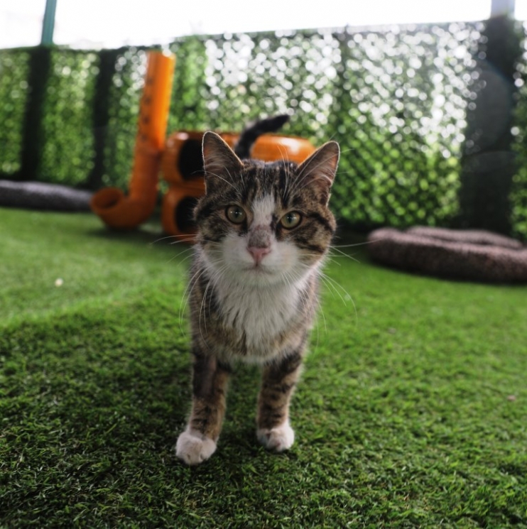 KAYSERİ’DE İLK OLAN ‘KÜÇÜK DOSTLAR KEDİ KASABASI’ ULUSLARARASI AJANSLARDA DA GÜNDEM OLUŞTURDU