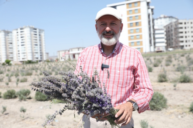 BAŞKAN ÇOLAKBAYRAKDAR; “ŞEHRİ RENKLENDİREN LAVANTA BAHÇESİNİN SAYISINI ARTIRACAĞIZ”