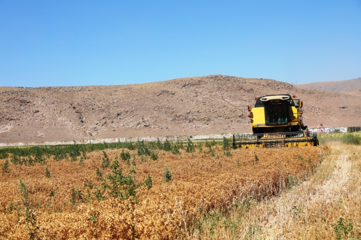 BAŞKAN ÇOLAKBAYRAKDAR, EKİMİNİ YAPTIĞI ASPİRİN HASADINI DA KENDİSİ YAPTI