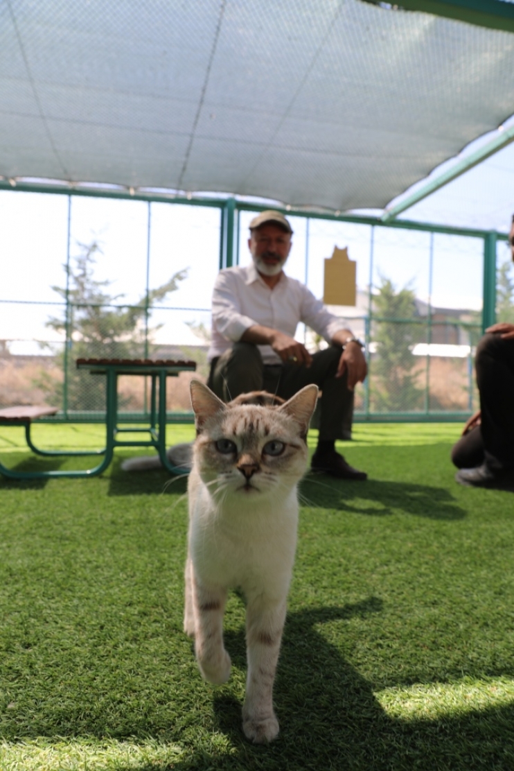 KAYSERİ’DE İLK OLAN SEVİMLİ PATİLER İÇİN ‘KÜÇÜK DOSTLAR KEDİ KASABASI’NA YOĞUN İLGİ