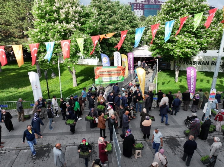 KOCASİNAN’IN ORGANİK DOMATES FİDESİNE VATANDAŞLARDAN YOĞUN İLGİ