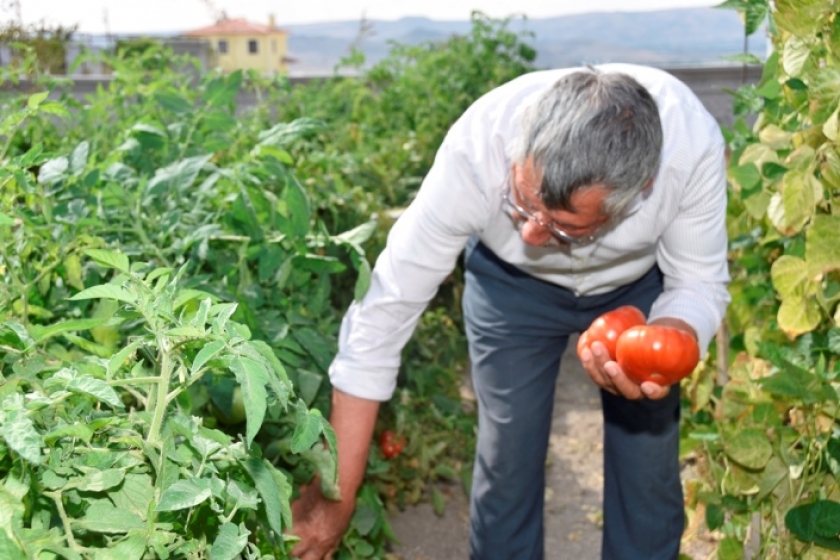 KOCASİNAN BELEDİYESİ’NİN DAĞITTIĞI FİDELER ÜRÜN VERDİ
