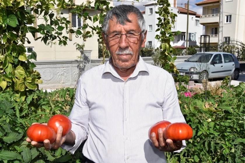 KOCASİNAN BELEDİYESİ’NİN DAĞITTIĞI FİDELER ÜRÜN VERDİ
