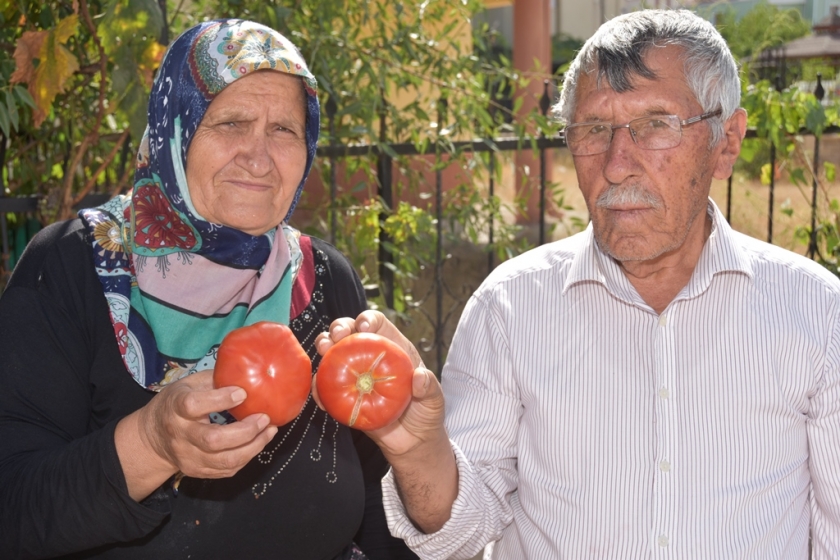 KOCASİNAN BELEDİYESİ’NİN DAĞITTIĞI FİDELER ÜRÜN VERDİ