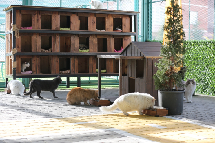 KAYSERİ’DE İLK VE TEK KÜÇÜK DOSTLAR KEDİ KASABASI, ZİYARETÇİ REKORU KIRIYOR