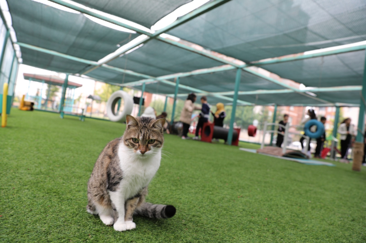 KAYSERİ’DE İLK OLAN ‘KÜÇÜK DOSTLAR KEDİ KASABASI’ ZİYARETÇİ AKININA UĞRUYOR
