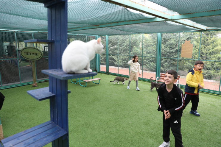 KAYSERİ’DE İLK OLAN ‘KÜÇÜK DOSTLAR KEDİ KASABASI’ ZİYARETÇİ AKININA UĞRUYOR