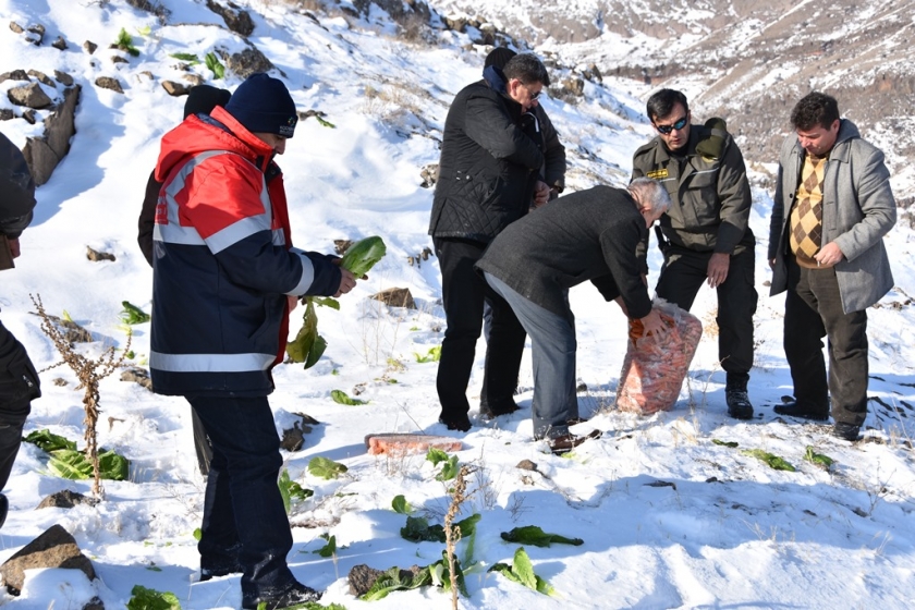 KOCASİNAN BELEDİYESİ DOĞAYA 5 TON YEM BIRAKTI